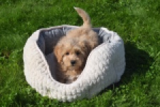 Maltipoo (reu) 29437