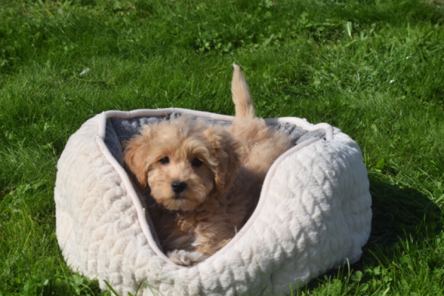 Maltipoo (reu) 29437