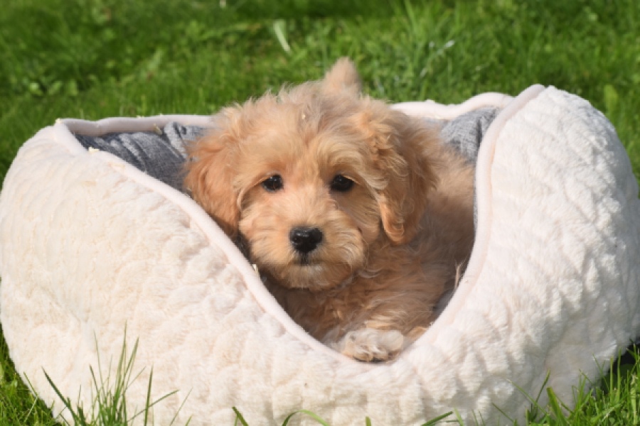 Maltipoo (reu) 29437
