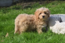 Maltipoo (reu) 29437