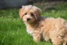 Maltipoo (reu) 29437