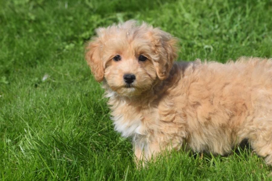Maltipoo (reu) 29437