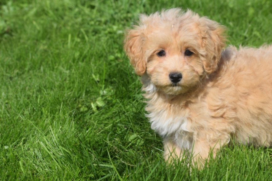 Maltipoo (reu) 29437