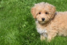 Maltipoo (reu) 29437
