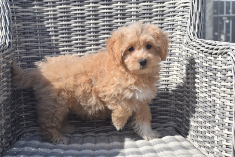 Maltipoo (reu) 29437