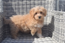 Maltipoo (reu) 29437