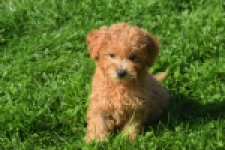 Maltipoo (teef) 29361