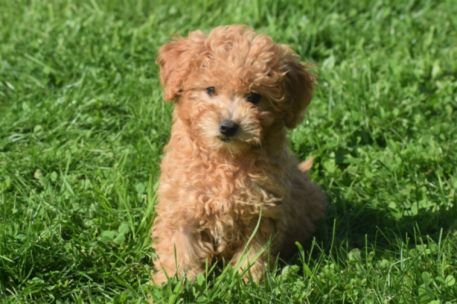 Maltipoo (teef) 29361