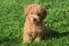 Maltipoo (teef) 29361