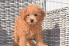 Maltipoo (teef) 29361