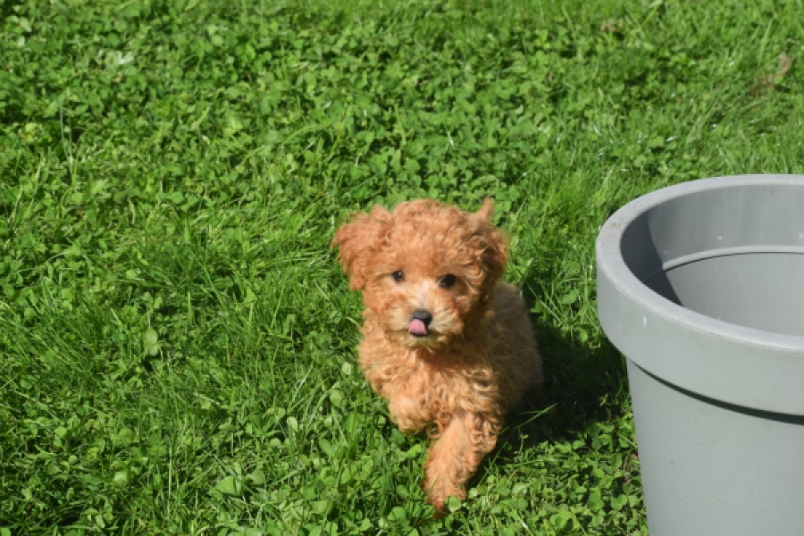 Maltipoo (teef) 29361