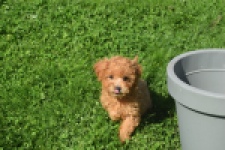 Maltipoo (teef) 29361
