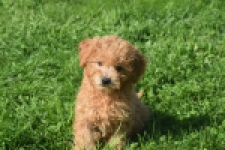 Maltipoo (teef) 29361
