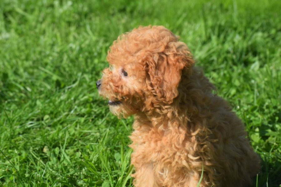 Maltipoo (teef) 29361