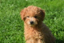 Maltipoo (teef) 29361