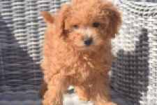 Maltipoo (teef) 29361