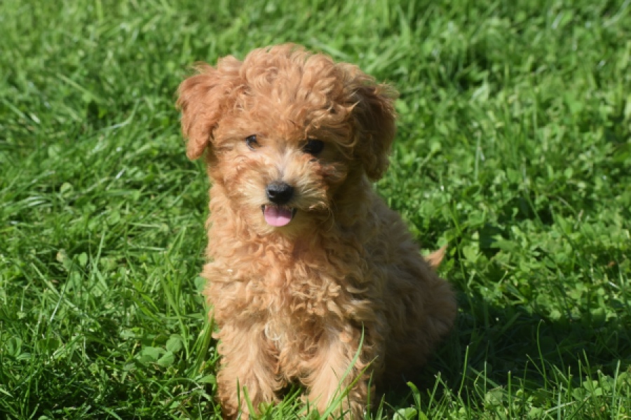 Maltipoo (teef) 29361