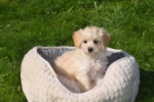 Maltipoo (teef) 29364