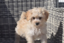 Maltipoo (teef) 29364