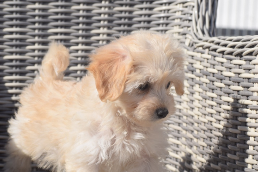 Maltipoo (teef) 29364