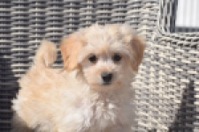Maltipoo (teef) 29364