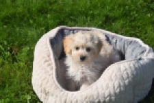 Maltipoo (teef) 29364