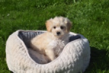 Maltipoo (teef) 29364