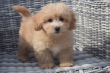 Maltipoo (reu) 29380