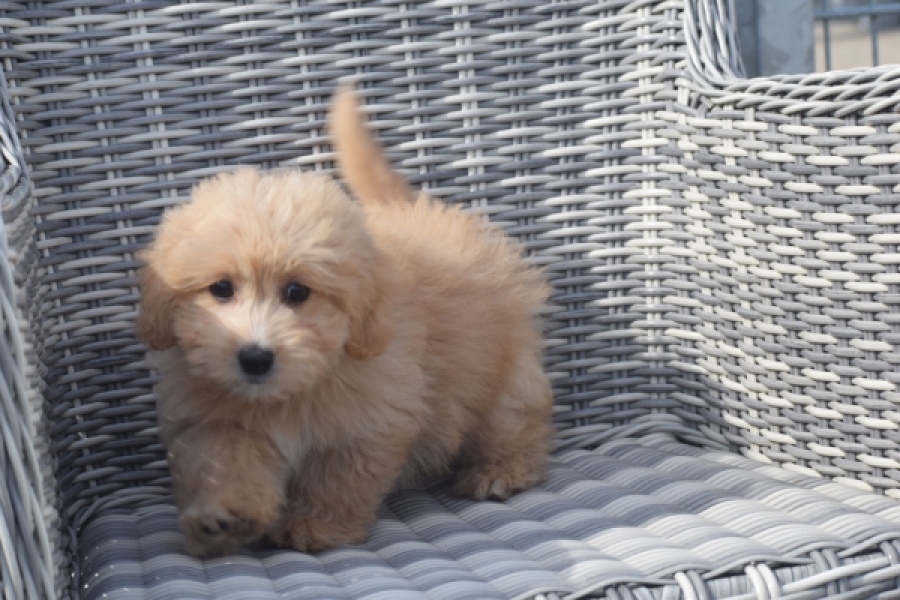 Maltipoo (reu) 29380