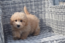 Maltipoo (reu) 29380