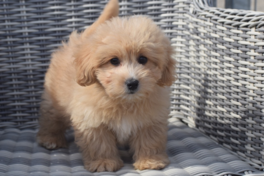 Maltipoo (reu) 29380