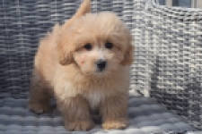 Maltipoo (reu) 29380