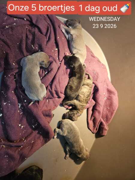 Whippet 