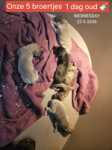 Whippet 