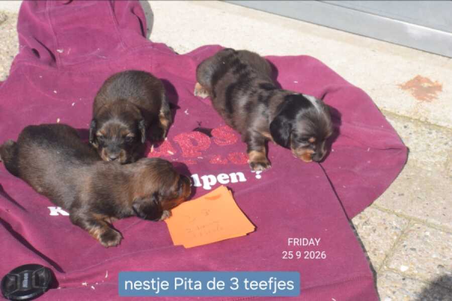 Teckel nestje 