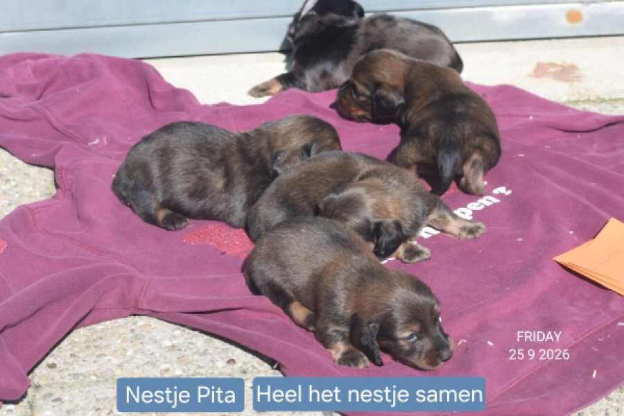 Teckel nestje 