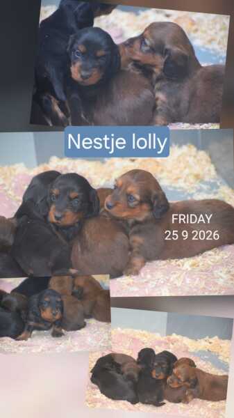 Teckel nestje 
