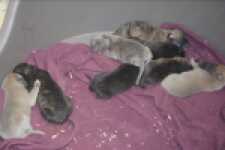 Whippet 
