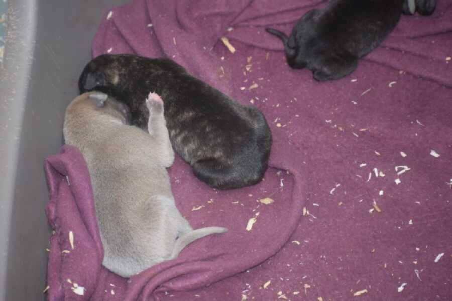Whippet 