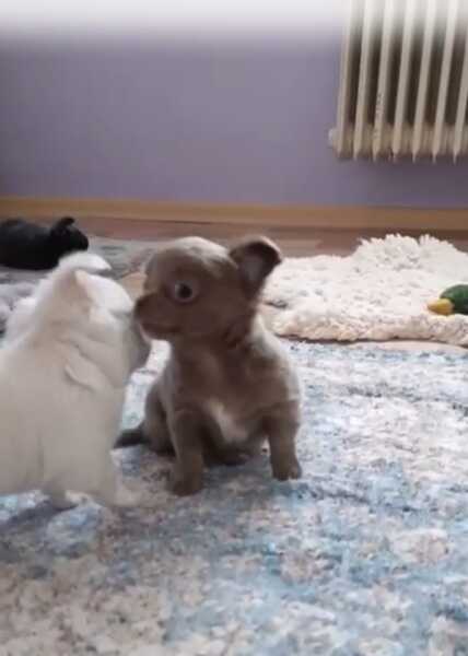 Chihuahua kort en langhaar