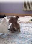 Chihuahua kort en langhaar