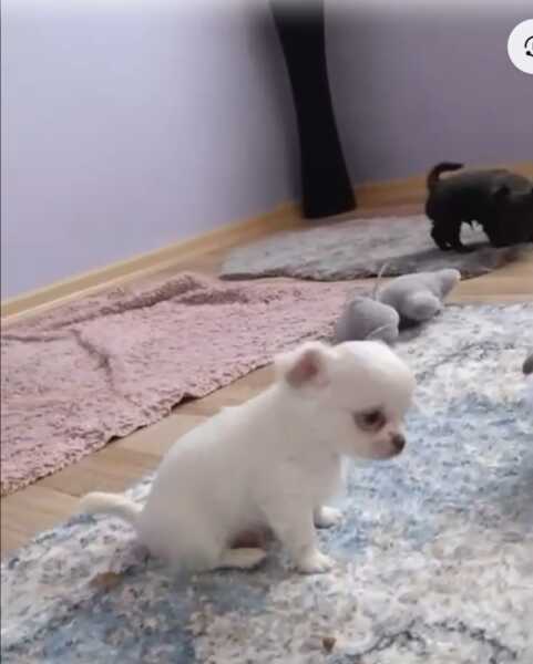 Chihuahua kort en langhaar
