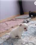 Chihuahua kort en langhaar