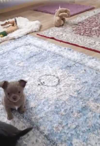 Chihuahua kort en langhaar
