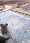 Chihuahua kort en langhaar