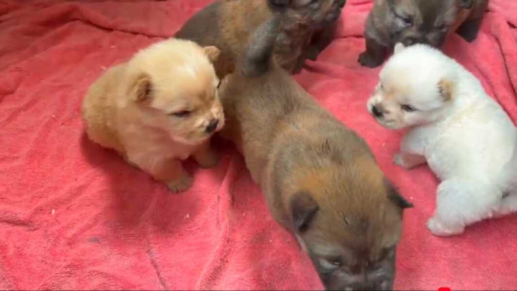Chow- chow nestje 