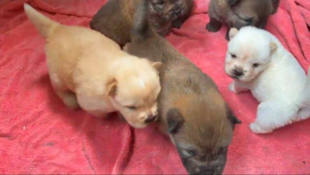 Chow- chow nestje 