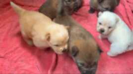 Chow- chow nestje 
