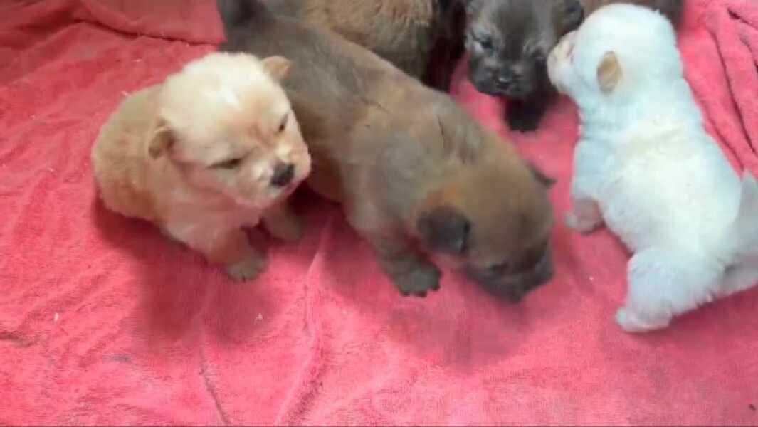 Chow- chow nestje 