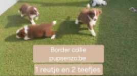 Border collie nestje 